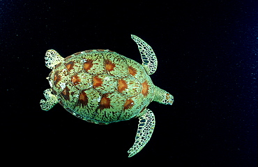 Green sea turtle, green turtle, Chelonia mydas, Malaysia, Pazifik, Pacific ocean, Borneo, Sipadan