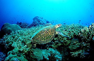 Green sea turtle, green turtle and coral Reef, Chelonia mydas, Papua New Guinea, Pacific ocean