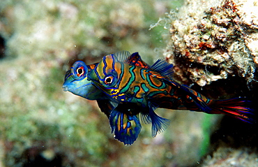 Mandarinfish, Synchiropus splendidus, Malaysia, Pazifik, Pacific ocean, Borneo, Mabul