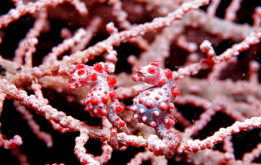 Two Pigmy-Seahorses on a Sea Fan, Hippocampus bargibanti, Indonesia, Indian Ocean, Komodo National Park