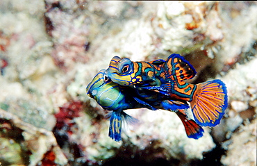 Mandarinfish, Synchiropus splendidus, Malaysia, Pazifik, Pacific ocean, Borneo, Mabul