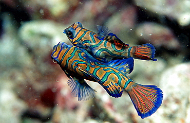 Mandarinfish, Synchiropus splendidus, Malaysia, Pazifik, Pacific ocean, Borneo, Mabul