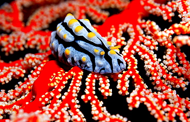 Colorful nudibranch, Phyllidia varicosa, Indonesia, Indian Ocean, Komodo National Park