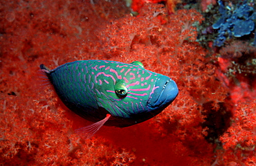 Bandcheek wrasse, Oxycheilinus digrammus, Indonesia, Indian Ocean, Komodo National Park