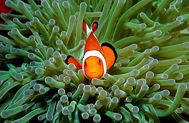 Clown anemonefish, Clownfish, Amphiprion ocellaris, Malaysia, Borneo, Sipadan, Pacific ocean, Celebes Sea