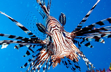 lionfish, turkeyfish, Pterois volitans, Indonesia, Indian Ocean, Komodo National Park