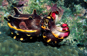 Cuttlefish, Metasepia pfefferi, Malaysia, Pazifik, Pacific ocean, Borneo, Mabul