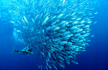 Bigeye trevally and scuba diver, Caranx sexfasciatus, Malaysia, Pazifik, Pacific ocean, Borneo, Sipadan