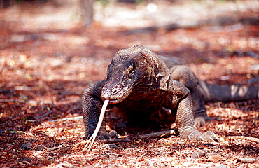 Komodo dragon in natural environment, Varanus komodoensis, Indonesia, Indian Ocean, Komodo National Park