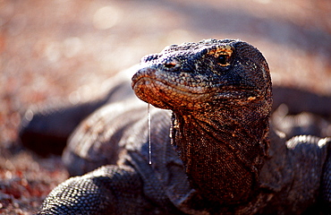 Komodo dragon in natural environment, Varanus komodoensis, Indonesia, Indian Ocean, Komodo National Park