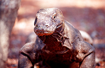 Komodo dragon in natural environment, Varanus komodoensis, Indonesia, Indian Ocean, Komodo National Park