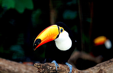 Toco Toucan, Ramphastos Toco, Brasilia, Amazone rainforest