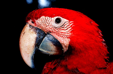 Ara, Parrot, Ara chloroptera, Brasilia, Amazone rainforest