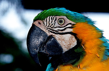 Close up of a Blue and Yellow Macaw Ara Ararauna, parrot, Ara Ararauna, Brasilia, Amazone rainforest