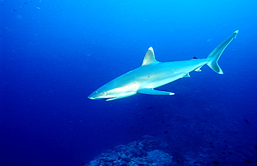 Silvertip shark, Carcharhinus albimarginatus, Papua New Guinea, Pacific ocean