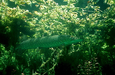 pike, Esox lucius, Germany, Bavaria