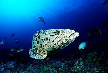 Potato grouper, Epinephelus tukula, Burma, Myanmar, Birma, Indian ocean, Andaman sea