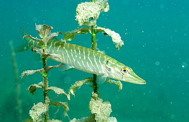 pike, Esox lucius, Germany, Bavaria