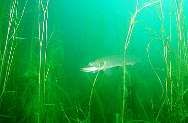 pike, Esox lucius, Germany, Bavaria