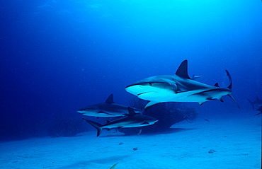 Caribbean reef shark, Carcharhinus perezi, Bahama, Bahamas Islands, Caribbean Sea