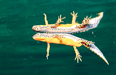 Newt, Salamander, Triturus alpestris, Germany, Bavaria