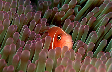 Pink anemonefish, Amphiprion perideraion, Papua New Guinea, Pacific ocean