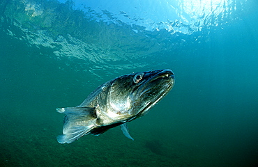 pikeperch, Sander lucioperca, Germany, Bavaria