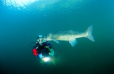 pikeperch and scuba diver, Sander lucioperca, Germany, Bavaria