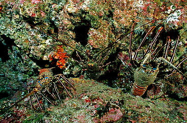 lobster, cave with lobster, Panulirus regius, Costa Rica, Pacific Ocean, Cocos Island, Latin america
