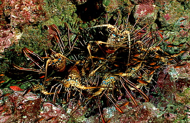 lobster, cave with lobster, Panulirus regius, Costa Rica, Pacific Ocean, Cocos Island, Latin america