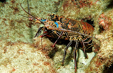 lobster, cave with lobster, Panulirus regius, Costa Rica, Pacific Ocean, Cocos Island, Latin america