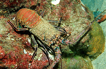 lobster, cave with lobster, Panulirus regius, Costa Rica, Pacific Ocean, Cocos Island, Latin america