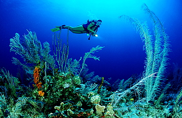 Scuba diver and corals, Bahamas, Caribbean Sea, Grand Bahama, Freeport