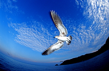 gull, Larus argentatus, Norway, Atlantic ocean, north atlantic ocean