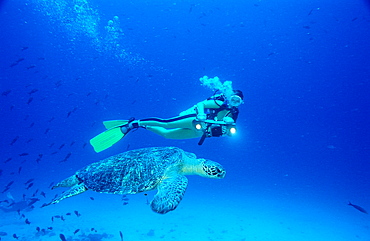 Green Turtle and Scuba diver, Chelonia mydas, Costa Rica, Pacific Ocean, Cocos Island, Latin america