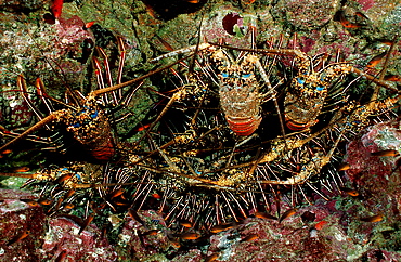 lobster, cave with lobster, Panulirus regius, Costa Rica, Pacific Ocean, Cocos Island, Latin america