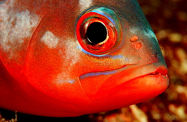 Neon fusilier, Pterocaesio tile, Costa Rica, Pacific Ocean, Cocos Island, Latin america