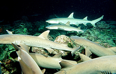 Hunting Whitetip reef shark, Triaenodon obesus, Costa Rica, Pacific Ocean, Cocos Island, Latin america