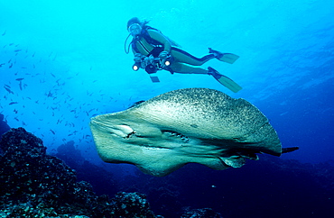 Black-spotted stingray and scuba diver, Taeniura meyeni, Costa Rica, Pacific Ocean, Cocos Island, Latin america