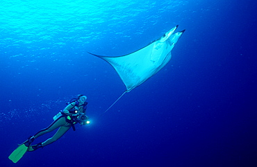 Sicklefin devilray and Scuba Diver, Mobula tarapacana, Costa Rica, Pacific Ocean, Cocos Island, Latin america