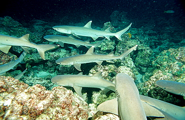 Hunting Whitetip reef shark, Triaenodon obesus, Costa Rica, Pacific Ocean, Cocos Island, Latin america