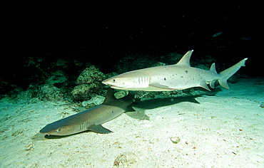 Hunting Whitetip reef shark and scuba diver, Triaenodon obesus, Costa Rica, Pacific Ocean, Cocos Island, Latin america