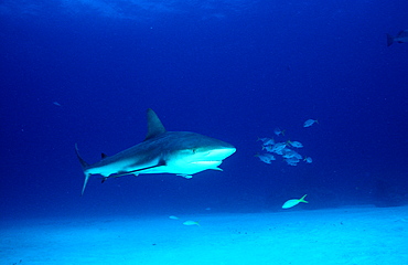 Caribbean reef shark, Carcharhinus perezi, Bahamas, Caribbean Sea