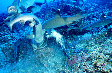 Hunting Whitetip reef shark and scuba diver, Triaenodon obesus, Costa Rica, Pacific Ocean, Cocos Island, Latin america