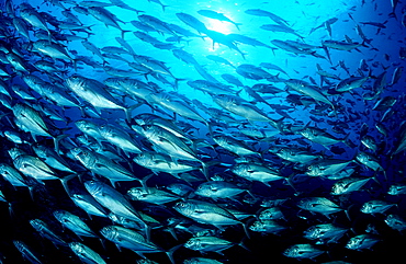 Bigeye trevally, Caranx sexfasciatus, Costa Rica, Pacific Ocean, Cocos Island, Latin america