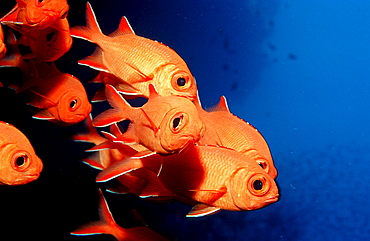 Blotcheye soldierfish, Myripristis murdjan, Maldives Island, Indian Ocean, Ari Atol, Maayafushi