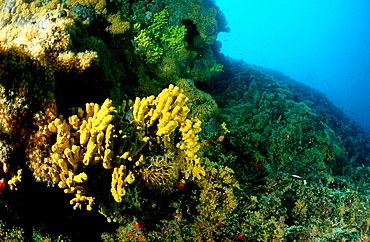 Reef with gold sponge, Verongia aerophoba, Croatia, Istria, Mediterranean Sea