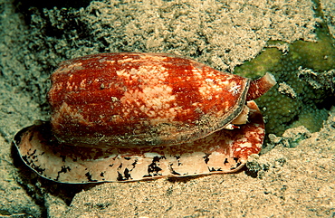 Front-Gilled Snails, Conus geographus, Papua New Guinea, Pacific ocean