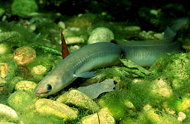 European Eel, Anguilla anguilla, Germany, Bavaria