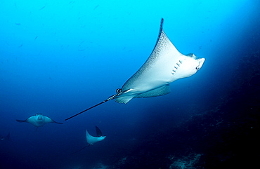 Spotted Eagle ray, Aetobatus narinari, Ecuador, South America, Gal?pagos, Galapagos, Island, Pacific Ocean